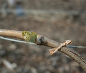 Bourgeon dans les vignes de champagne au 13 avril 2009