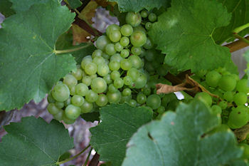 Raisin de Chardonnay le 03/09/2012 � Vert-Toulon