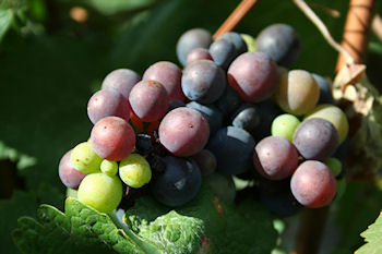 Raisin de Pinot Meunier le 03/09/2012 � Vert-Toulon