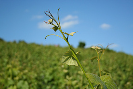 Vigne de champagne li&eacute;e