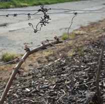Vigne de champagne li&eacute;e