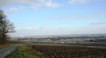 Vendanges en champagne
