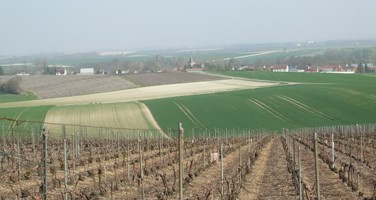 Vignes de Vert-Toulon f&eacute;vrier 2010