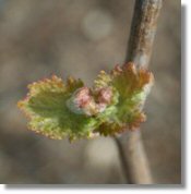 Bourgeon de champagne avril