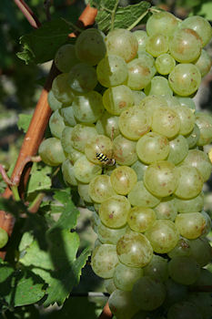 Une grappe de raisin mure � souhait