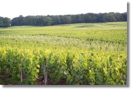 Vignoble de champagne juin