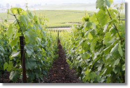 Vigne de champagne juin