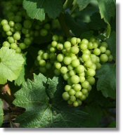 Raisin de champagne