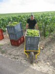 Descente des caisses au bout de la vigne par Daniel