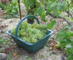 Panier de raisins plein