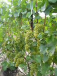 Pied de chardonnay vendanges 2004