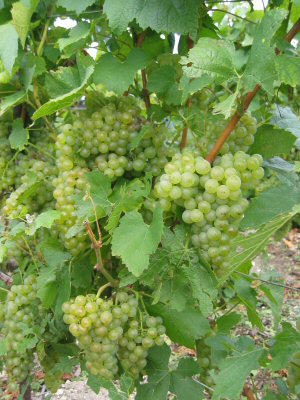 Pied de chardonnay pendant la vendange 2004