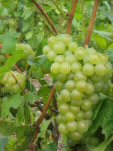 Raisin chardonnay vendanges 2004