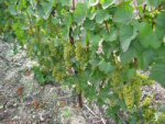 Pied de Chardonnay septembre 2004