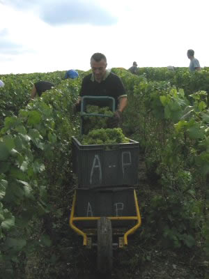 Vidage du panier de raisin par un porteur