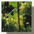 C&eacute;page champenois: raison chardonnay