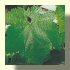 Chardonnay feuille