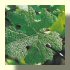 Pinot Meunier Feuille
