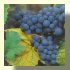 Pinot Meunier Raisin