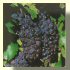 C&eacute;page champenois: raisin Pinot noir