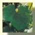 Pinot Noir Feuille