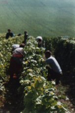 Vendangeurs