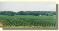 Vignoble de champagne
