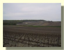 Vignes de Vert en mai