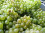 Chardonnay en attente sur le quai