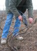 Liage des vignes