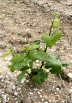 plant de vigne en Champagne