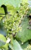 Grappe de raisin en fleur