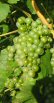 grappe de raisin en Champagne