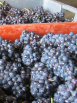 Raisins en caisse au pressoir