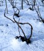 Vigne de champagne en hiver taille