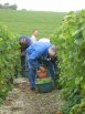 Vendanges