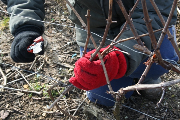 Février Brouillard sur les vignes
