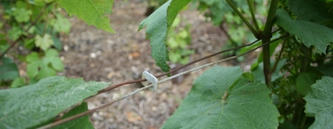 Notre petite-fille Julie dans les vignes mai 2008