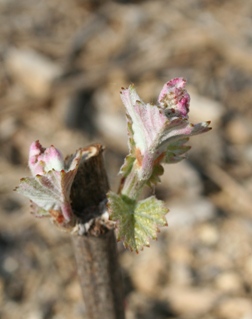 Apparition des feuilles