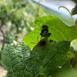 Araignee sur feuille de vigne
