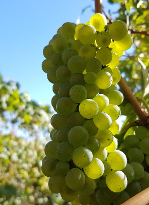 Une superbe grappe de chardonnay - vendanges en champagne 2016
