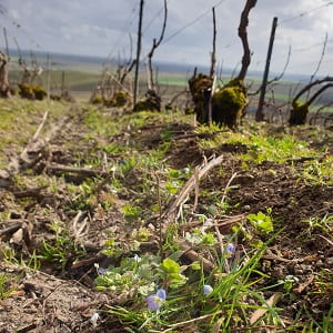 Biodiversité dans les vignes de Champagne
