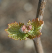 Bourgeon des vignes de champagne avril 2007