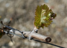Bourgeon dans les vigne de champagne mai 2008