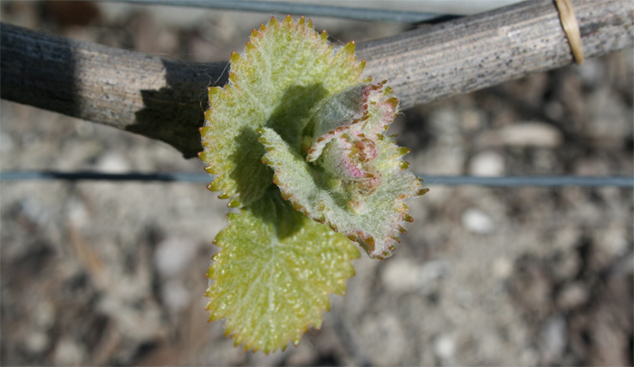 Bourgeon de Chardonnay dans les vignes de Vert Toulon le 21 avril 2014