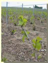 Vignes de Vert-Toulon le 10 mai 2004