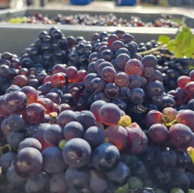 Le meunier cépage en champagne