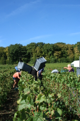 Vendanges en champagne 2016