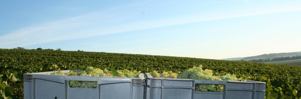 Caisses de raisin dans les vigne de Vert-Toulon