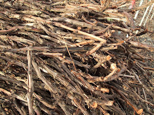 Bois de vigne taillés